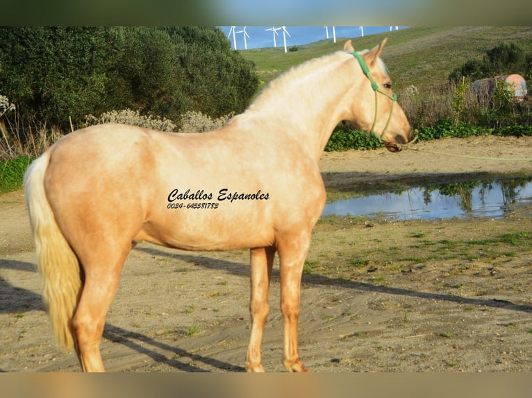 PRE Mix Hengst 3 Jahre 159 cm Palomino in Vejer de la Frontera