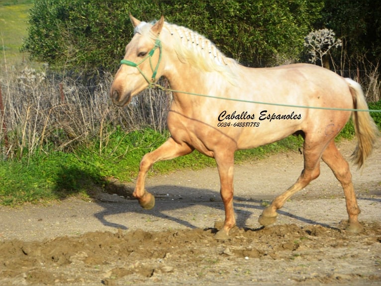 PRE Mix Hengst 3 Jahre 159 cm Palomino in Vejer de la Frontera