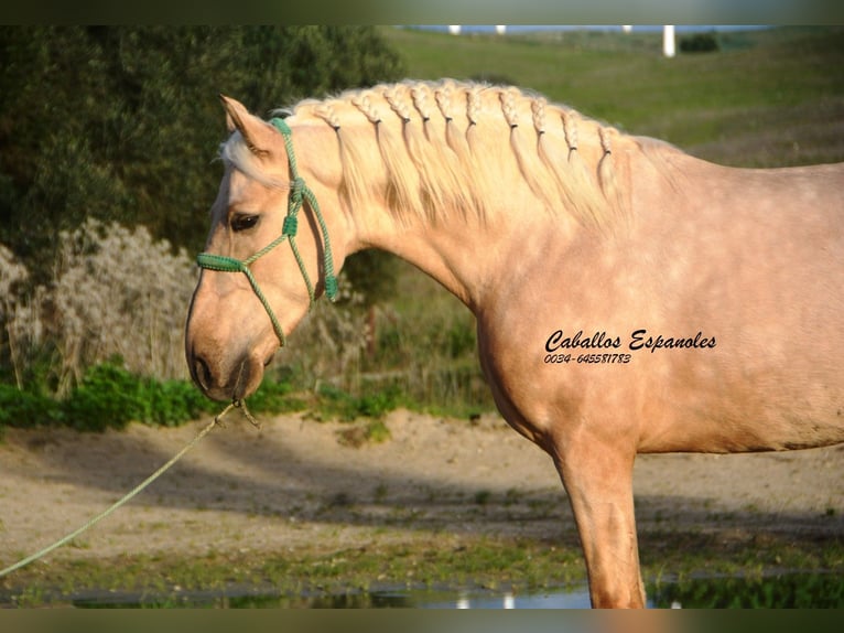 PRE Mix Hengst 3 Jahre 159 cm Palomino in Vejer de la Frontera