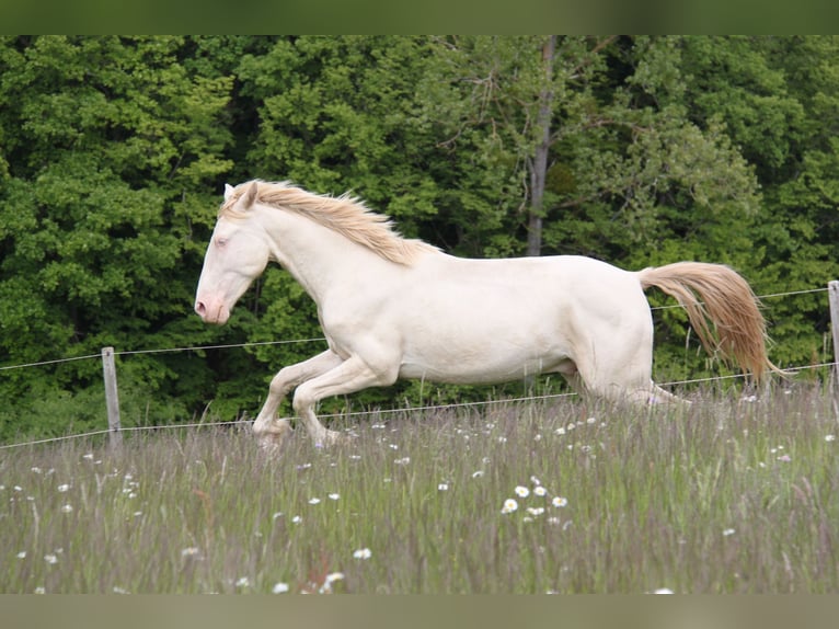 PRE Mix Hengst 3 Jahre 159 cm Perlino in Kirn