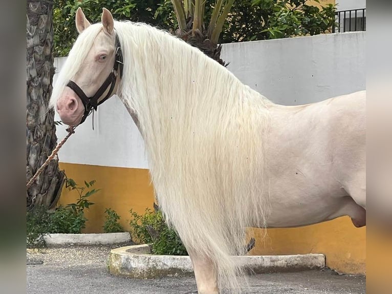 PRE Mix Hengst 3 Jahre 159 cm Perlino in Kirn