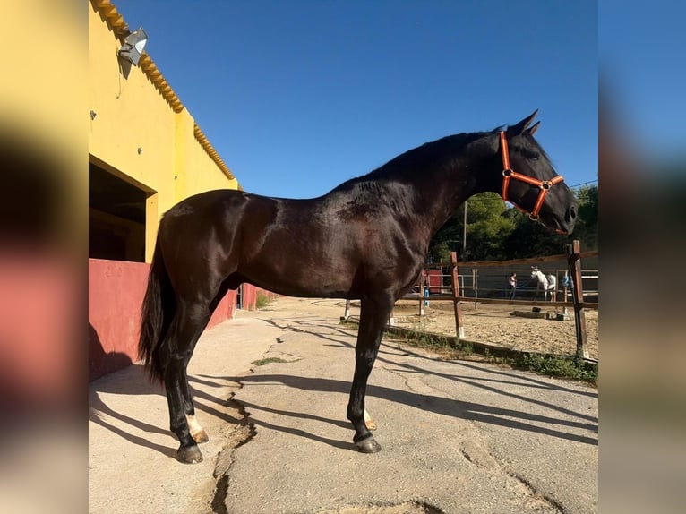 PRE Hengst 3 Jahre 159 cm Rappe in Terrassa