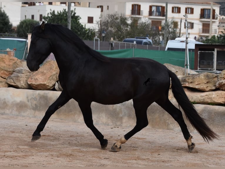 PRE Hengst 3 Jahre 159 cm Rappe in Mallorca