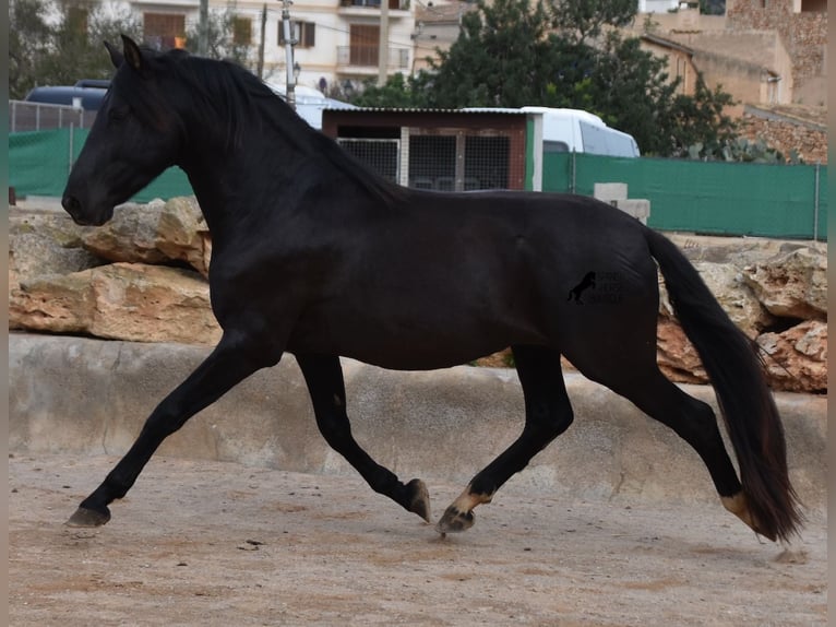 PRE Hengst 3 Jahre 159 cm Rappe in Mallorca