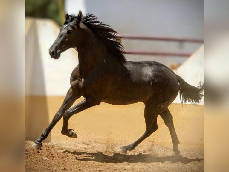 PRE Mix Hengst 3 Jahre 159 cm Rappe in Valencia