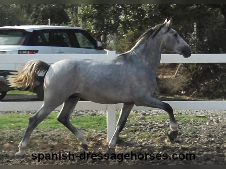 PRE Hengst 3 Jahre 159 cm Schimmel in Barcelona