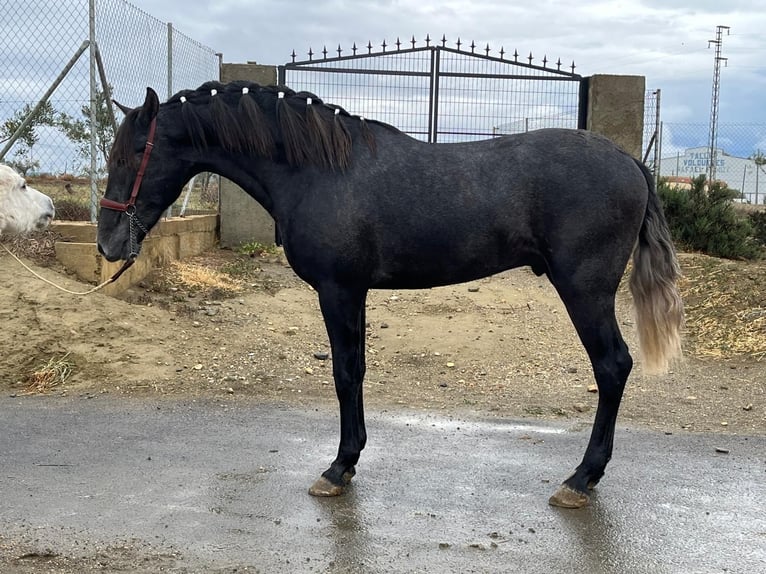 PRE Mix Hengst 3 Jahre 159 cm Schimmel in Tabernas