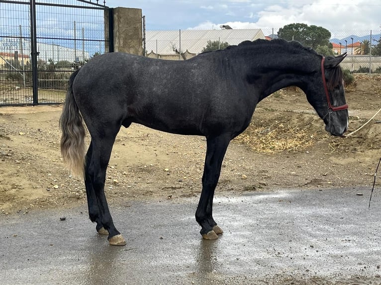 PRE Mix Hengst 3 Jahre 159 cm Schimmel in Tabernas