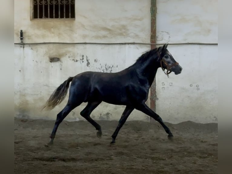 PRE Hengst 3 Jahre 160 cm Apfelschimmel in Cañada De San Pedro