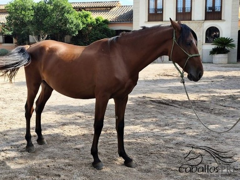 PRE Mix Hengst 3 Jahre 160 cm Brauner in Palma de Mallorca