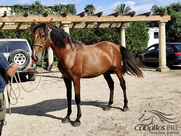 PRE Mix Hengst 3 Jahre 160 cm Brauner in Palma de Mallorca