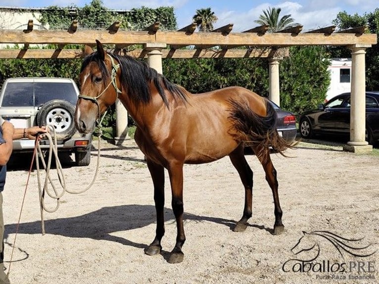 PRE Mix Hengst 3 Jahre 160 cm Brauner in Palma de Mallorca