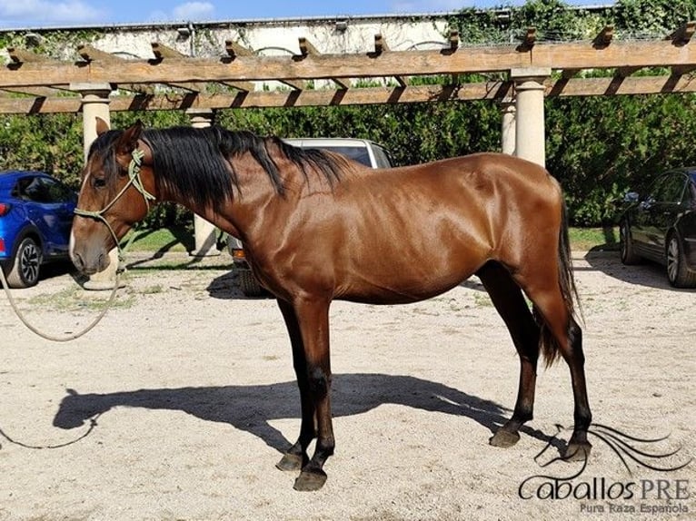PRE Mix Hengst 3 Jahre 160 cm Brauner in Palma de Mallorca