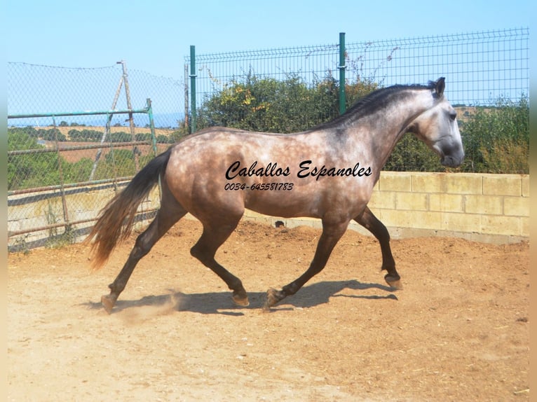 PRE Mix Hengst 3 Jahre 160 cm Braunfalbschimmel in Vejer de la Frontera