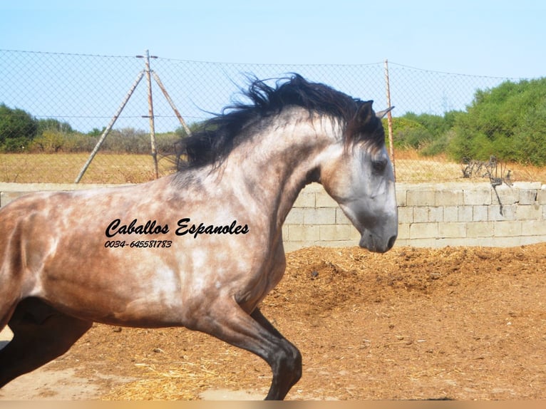 PRE Mix Hengst 3 Jahre 160 cm Braunfalbschimmel in Vejer de la Frontera