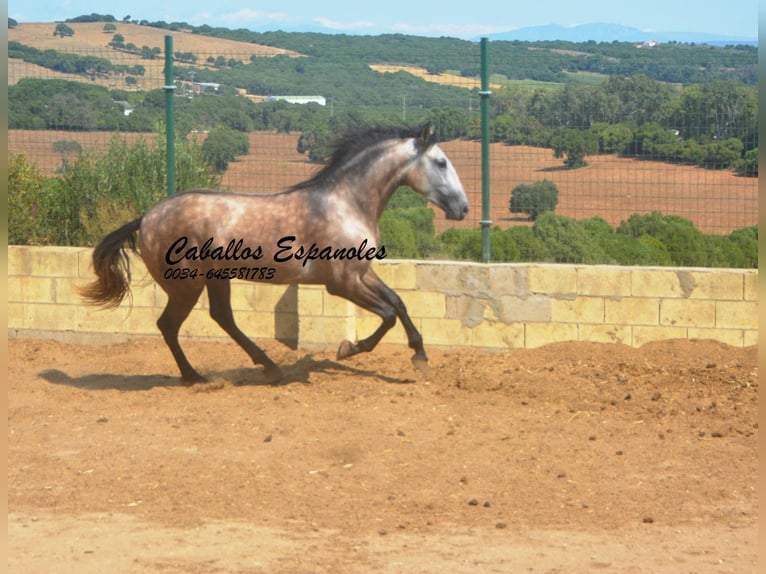 PRE Mix Hengst 3 Jahre 160 cm Braunfalbschimmel in Vejer de la Frontera