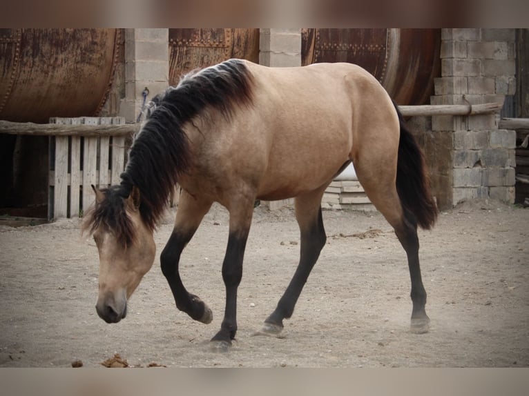 PRE Mix Hengst 3 Jahre 160 cm Buckskin in Valencia