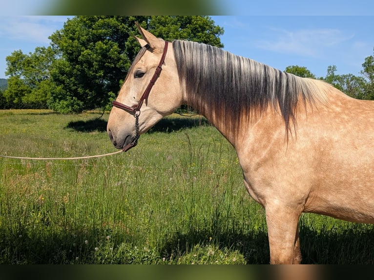 PRE Mix Hengst 3 Jahre 160 cm Falbe in CAUMONT