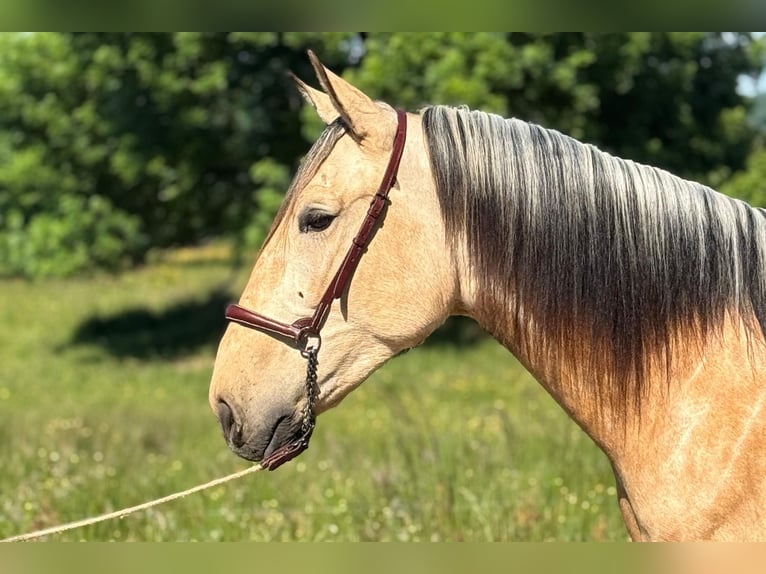 PRE Mix Hengst 3 Jahre 160 cm Falbe in CAUMONT