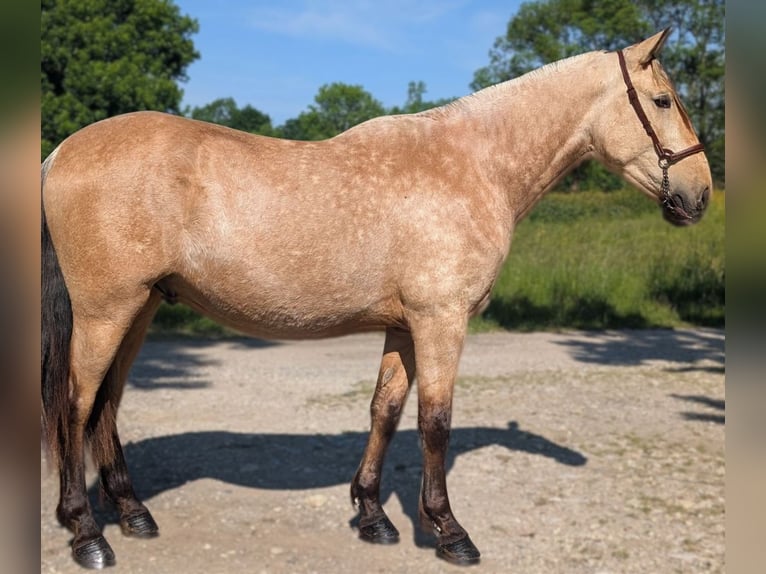 PRE Mix Hengst 3 Jahre 160 cm Falbe in CAUMONT