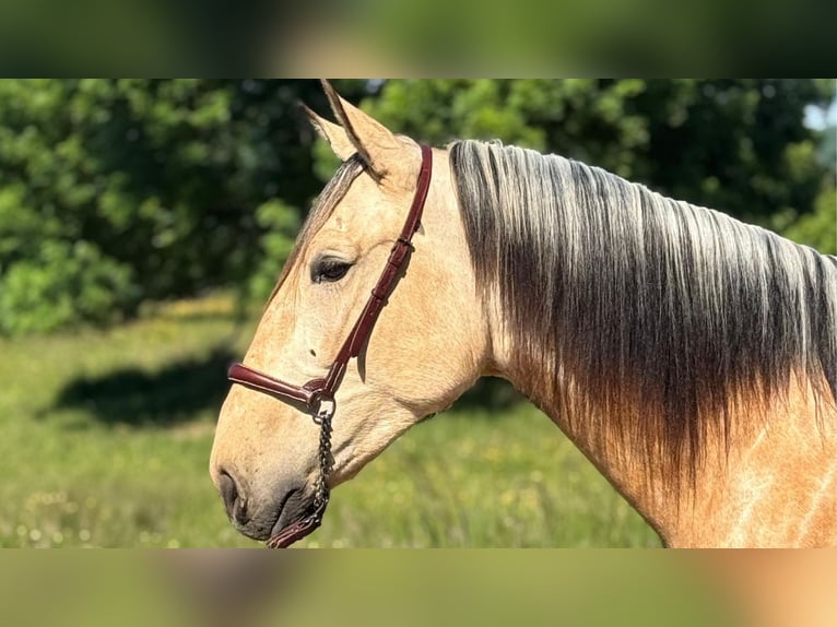 PRE Mix Hengst 3 Jahre 160 cm Falbe in CAUMONT