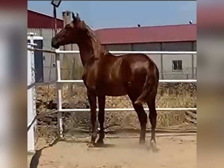 PRE Hengst 3 Jahre 160 cm Fuchs in Navalvillar De Pela