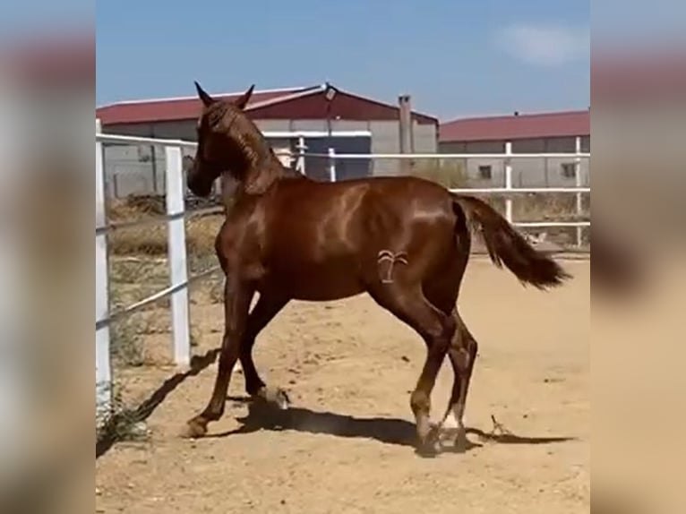 PRE Hengst 3 Jahre 160 cm Fuchs in Navalvillar De Pela