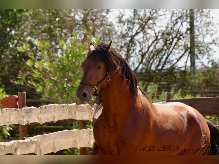 PRE Mix Hengst 3 Jahre 160 cm Hellbrauner in Polenz