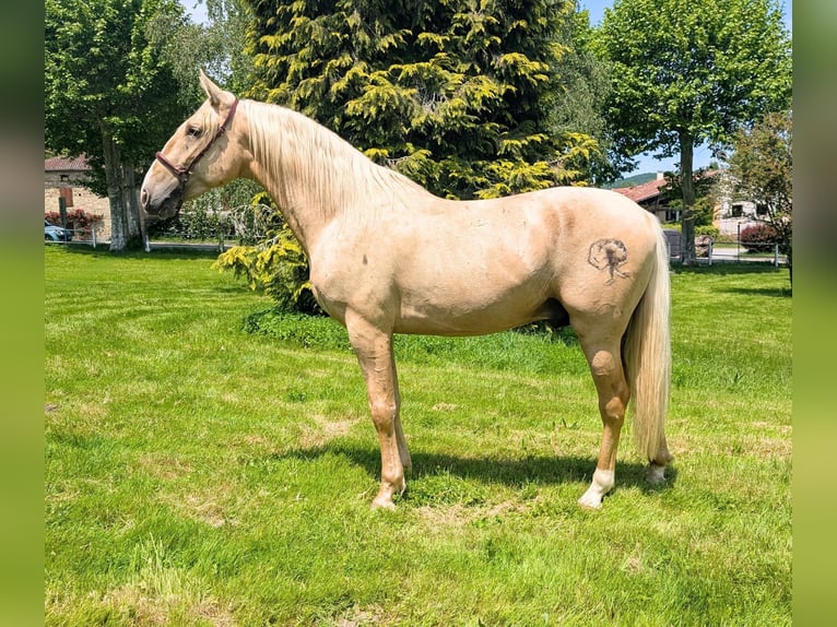 PRE Hengst 3 Jahre 160 cm Palomino in Caumont