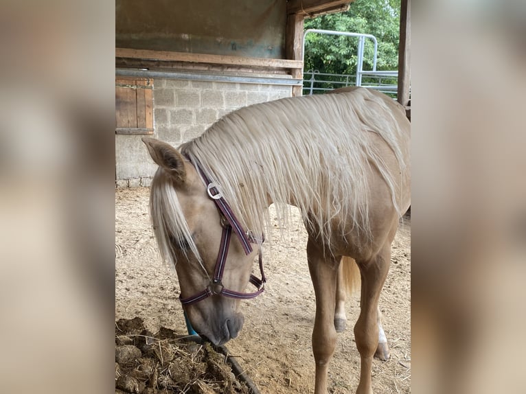 PRE Mix Hengst 3 Jahre 160 cm Palomino in Gottfrieding