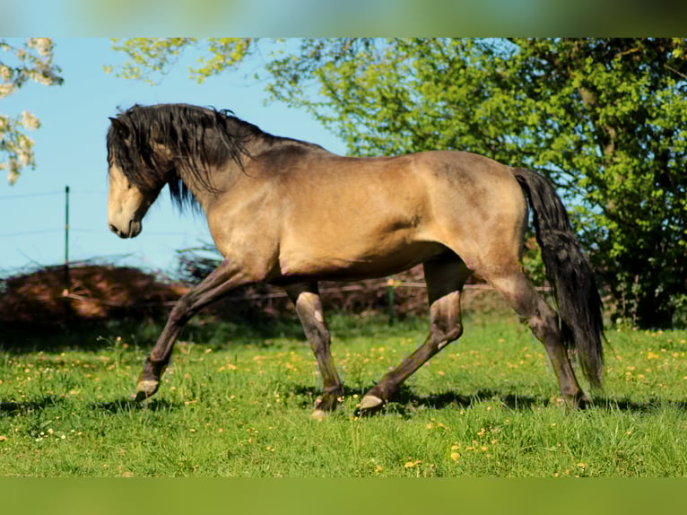 PRE Mix Hengst 3 Jahre 160 cm Palomino in Gottfrieding