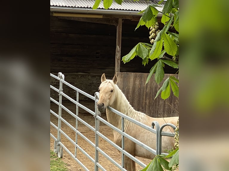 PRE Mix Hengst 3 Jahre 160 cm Palomino in Gottfrieding