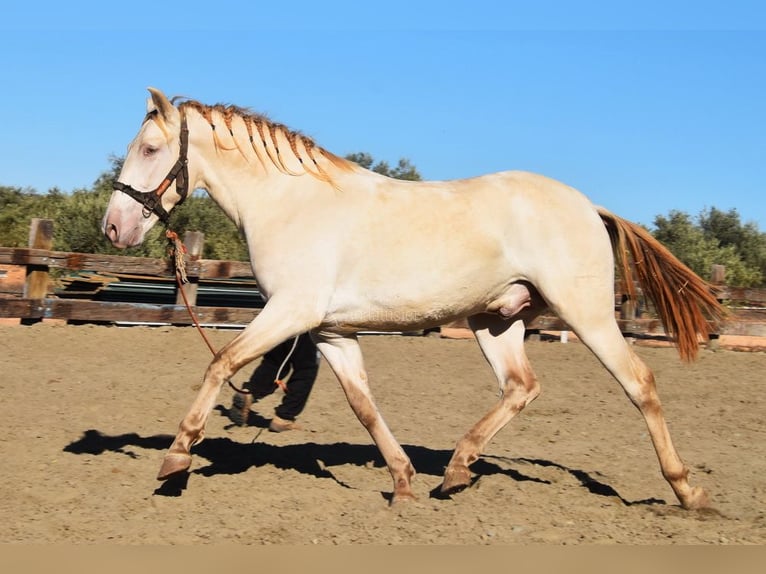 PRE Hengst 3 Jahre 160 cm Pearl in Provinz Malaga