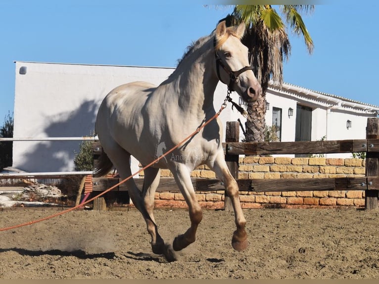 PRE Hengst 3 Jahre 160 cm Pearl in Provinz Malaga