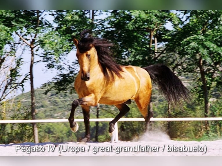 PRE Hengst 3 Jahre 160 cm Rappe in Provinz Malaga