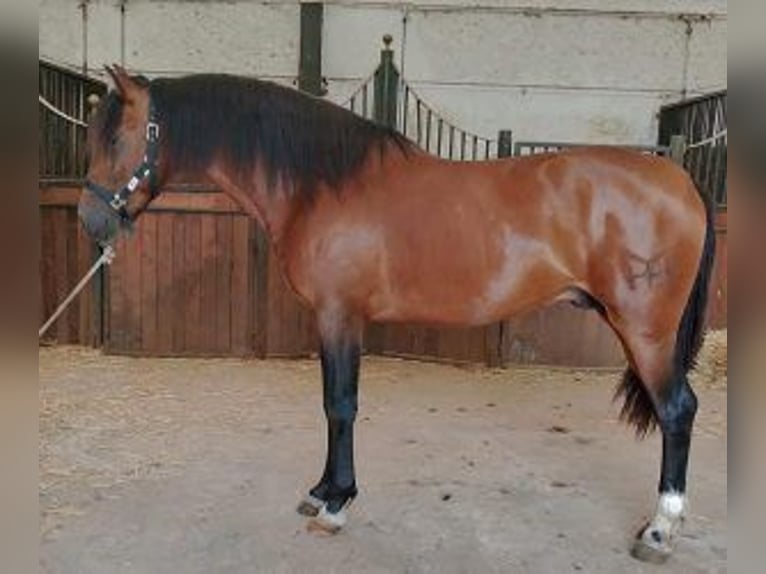 PRE Mix Hengst 3 Jahre 160 cm Rotbrauner in Malaga