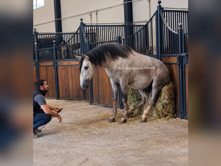 PRE Mix Hengst 3 Jahre 160 cm Schimmel in Sevilla