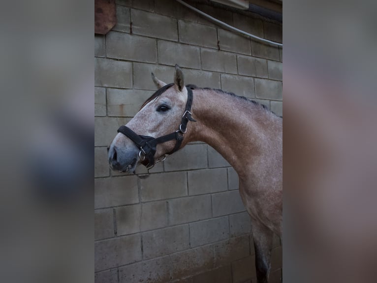 PRE Hengst 3 Jahre 160 cm Schimmel in Gava