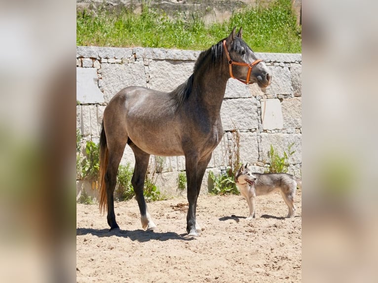 PRE Mix Hengst 3 Jahre 160 cm Schimmel in Vilamarín