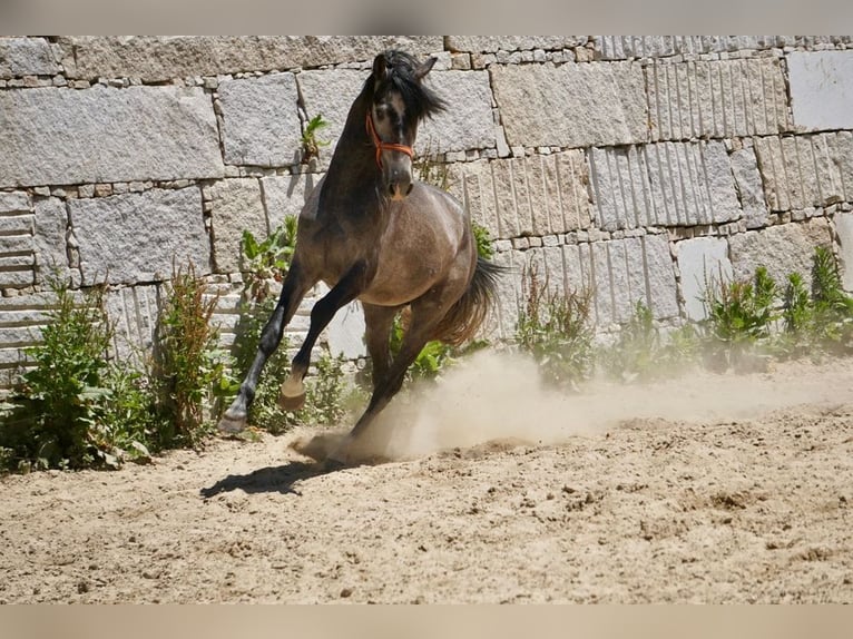 PRE Mix Hengst 3 Jahre 160 cm Schimmel in Vilamarín