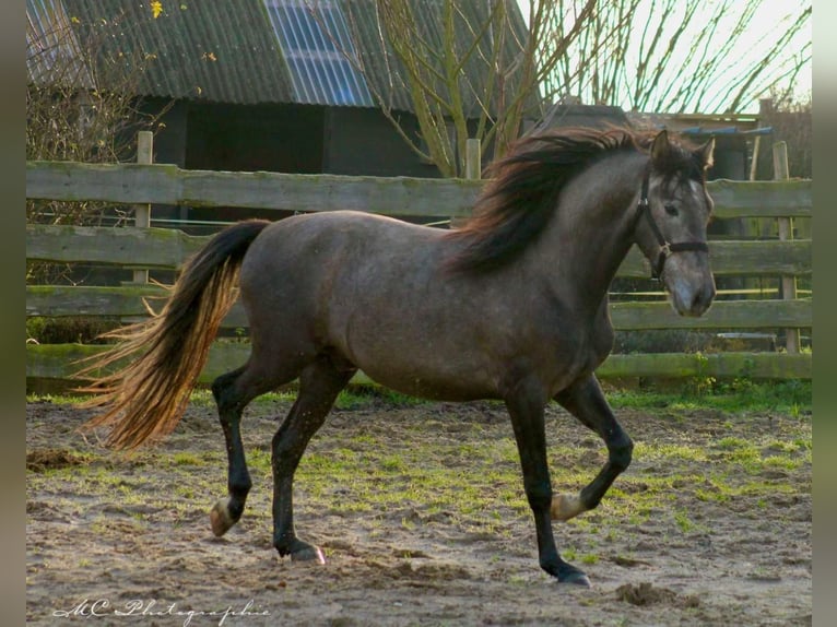 PRE Hengst 3 Jahre 160 cm Schimmel in /Polenz