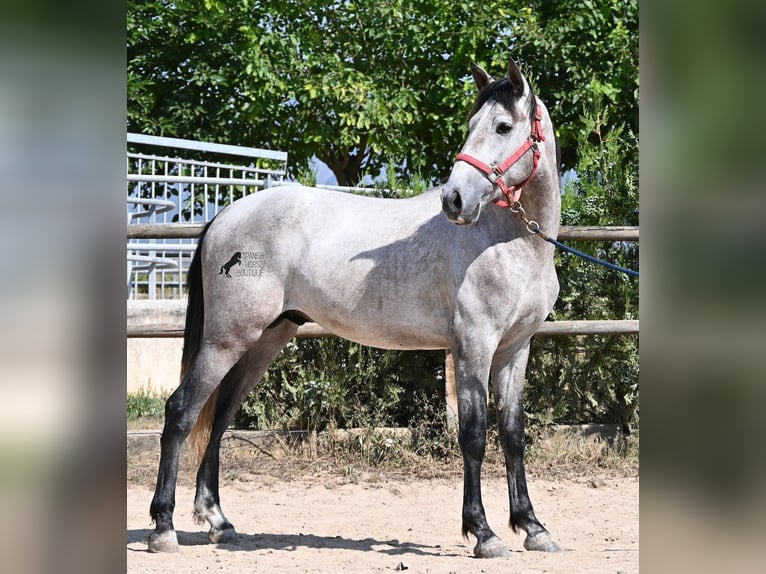PRE Mix Hengst 3 Jahre 160 cm Schimmel in Mallorca