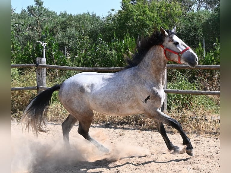 PRE Mix Hengst 3 Jahre 160 cm Schimmel in Mallorca