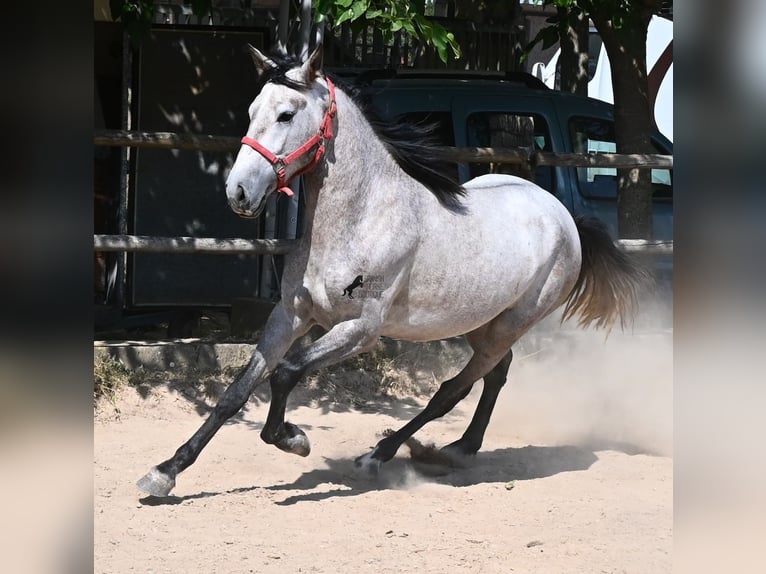 PRE Mix Hengst 3 Jahre 160 cm Schimmel in Mallorca