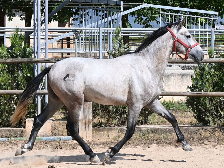 PRE Mix Hengst 3 Jahre 160 cm Schimmel in Mallorca