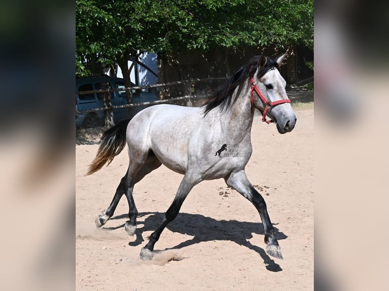 PRE Mix Hengst 3 Jahre 160 cm Schimmel in Mallorca