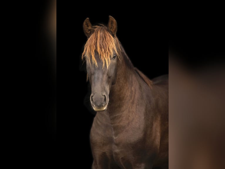 PRE Mix Hengst 3 Jahre 161 cm Dunkelfuchs in Gefrees