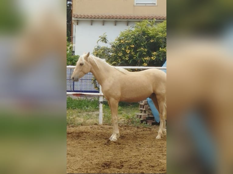 PRE Hengst 3 Jahre 161 cm Palomino in Alicante