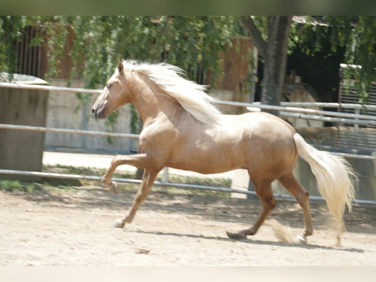 PRE Mix Hengst 3 Jahre 161 cm Palomino in Granollers