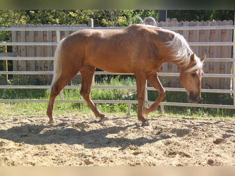 PRE Mix Hengst 3 Jahre 161 cm Palomino in Kirn